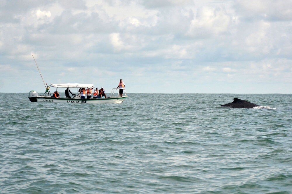 ballena jorobada en el pacifico colombiano foto mario baos blu radio (2).jpg