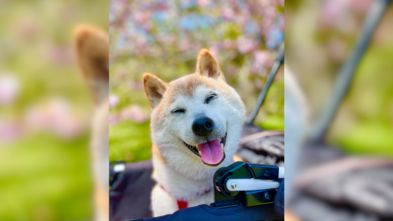Murió Kabosu, la perrita que se hizo viral por meme en Japón 