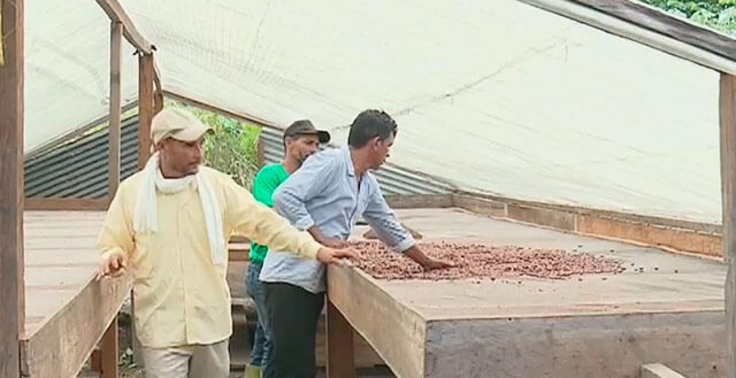 cacao-vichada.jpg