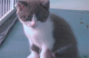gatoclonado.jpg