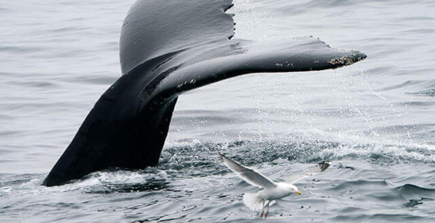 2612ballena.jpg