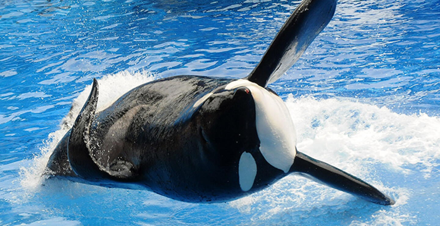 orca_1.jpg