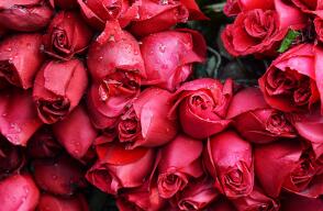 247714_rosas2.jpg