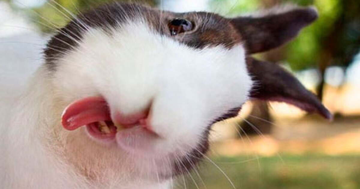 Peludos y maleducados: estos conejos disfrutan sacando la lengua ...