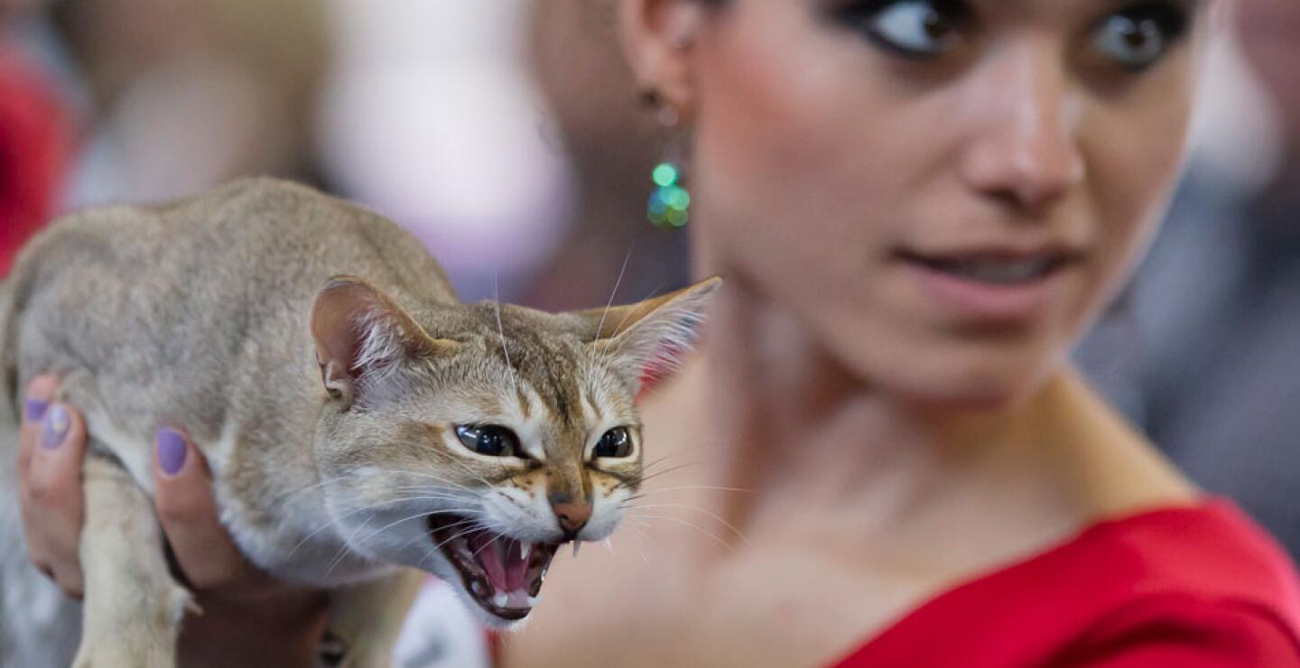 gato11_0.jpg