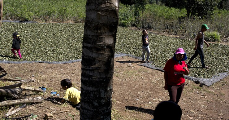 "Defenderíamos la hoja de coca con nuestras vidas, si el gobierno se atreve a entrar", dijo Ayala.