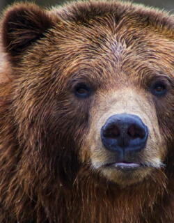 Oso