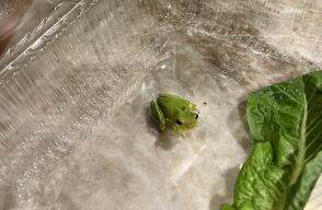 El hombre consideró que la rana no sobreviviría en la naturaleza por las bajas temperaturas.