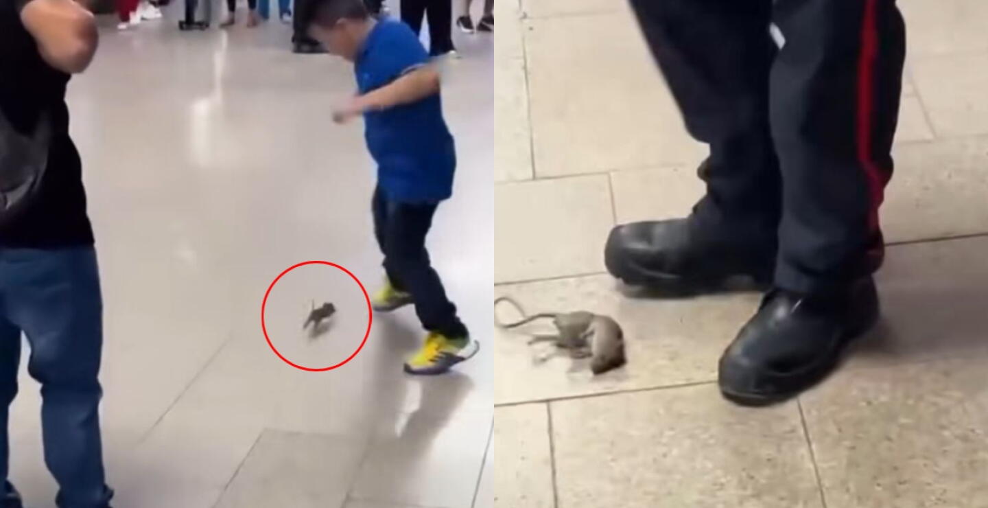 Rata en el aeropuerto Rafael Núñez de Cartagena