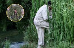 Cifra que recibieron los arbustos humanos en el show de Bad Bunny