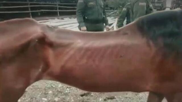 El deplorable estado de salud en el que la Policía Ambiental encontró a cinco caballos en pesebrera El deplorable estado de salud en el que la Policía Ambiental encontró a cinco caballos en pesebrera