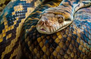 serpiente_2.jpg