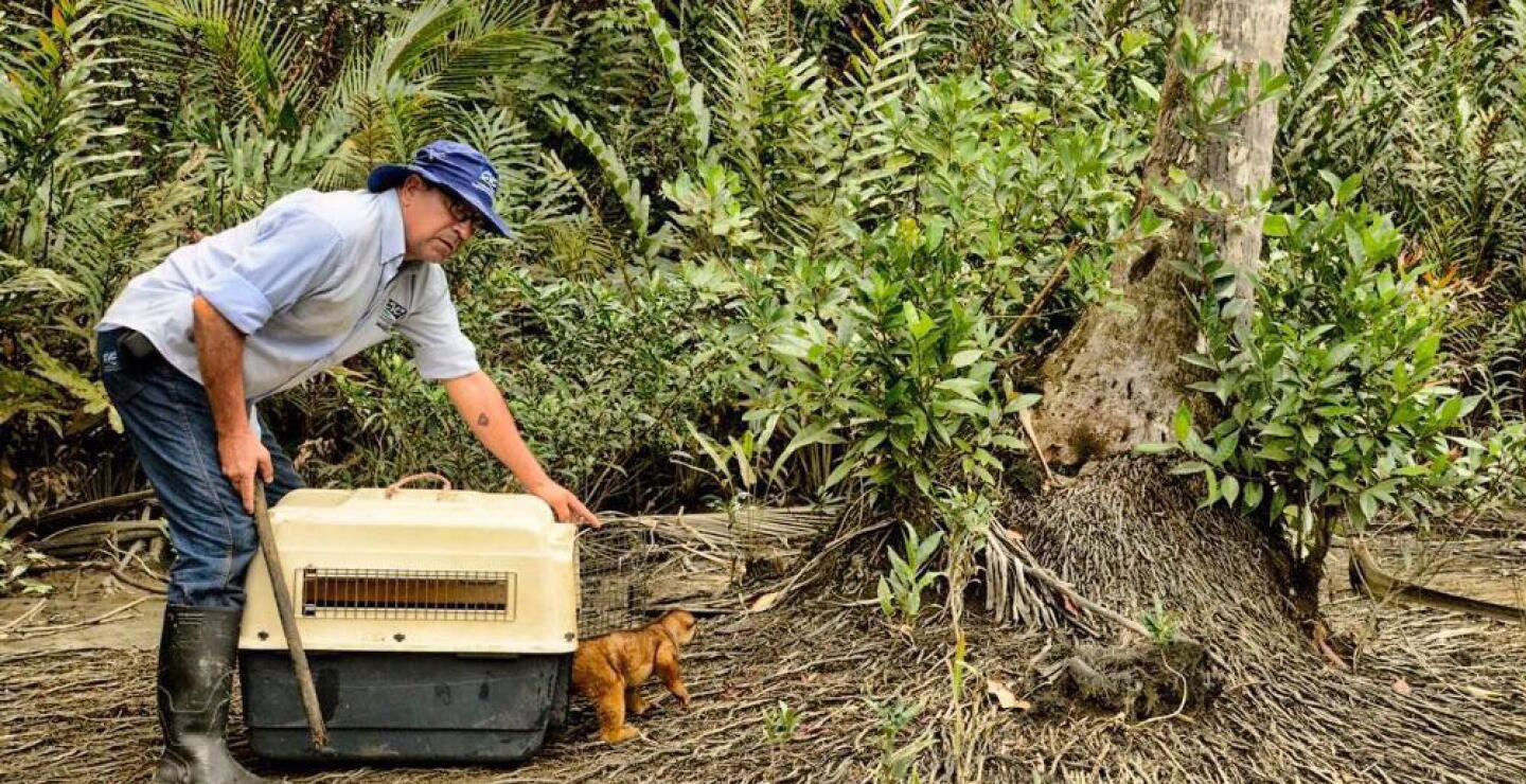 297338_Blu Radio / Más de 100 animales decomisados en el Valle fueron liberados en la Costa Atlántica / Foto: Cortesía.