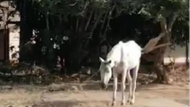 Las terribles condiciones en las que fue hallada una yegua en Meta Las terribles condiciones en las que fue hallada una yegua en Meta