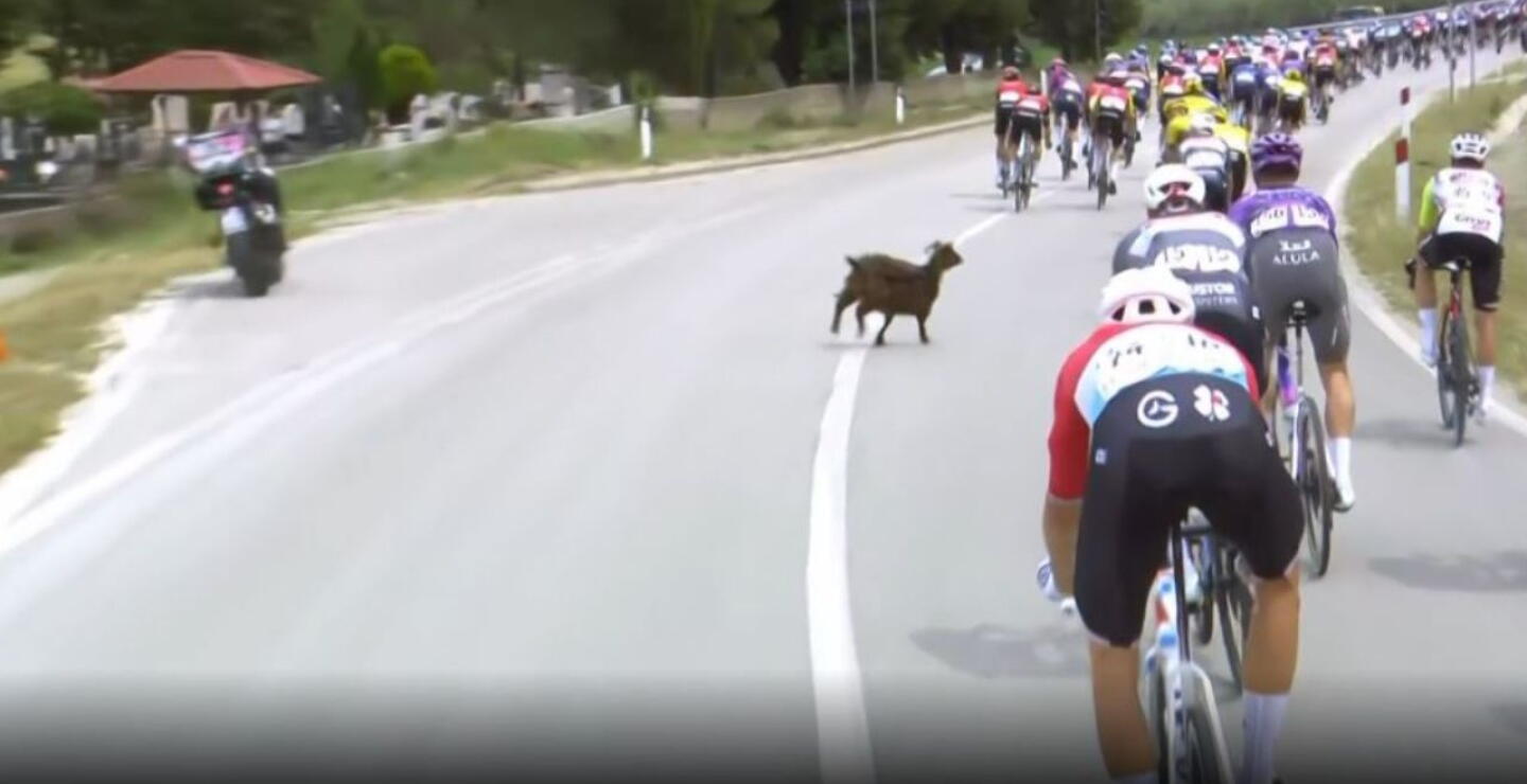 Giro de Italia 2025: una cabra se entrometió en la etapa 3.