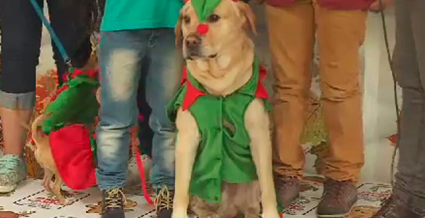 delfileperros.jpg