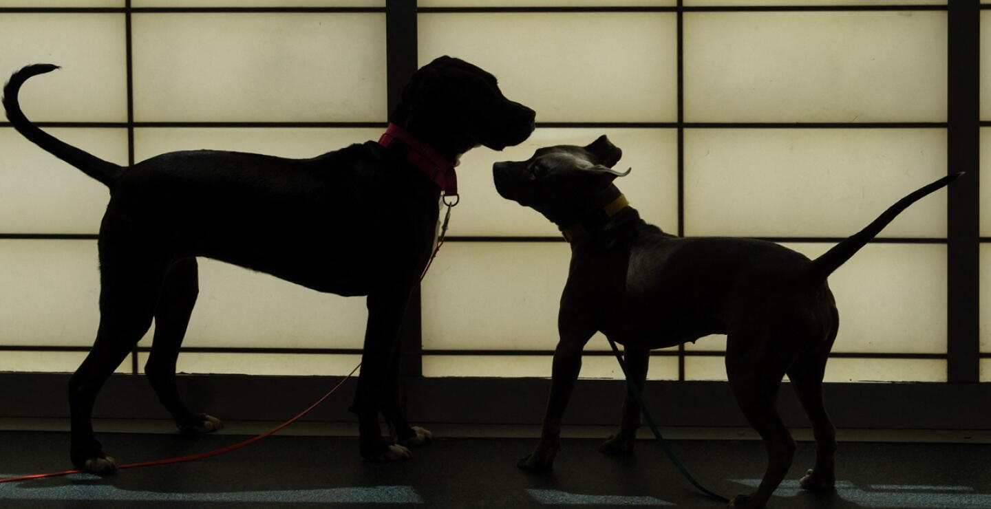 perros maltrato animal
