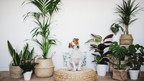 Conoce cuáles son las plantas apropiadas para interior de viviendas apropiadas para mascotas Conoce cuáles son las plantas apropiadas para interior de viviendas apropiadas para mascotas