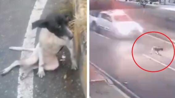 En Bucaramanga, conductor de una patrulla de Policía Militar estrelló a una perrita y huyó del lugar