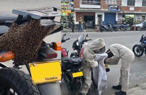 Abejas en motocicleta de Barbosa.JPG