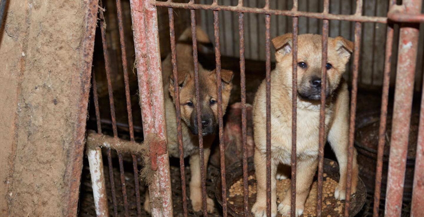 La Sociedad Humanitaria Internacional visitó una granja en Hongseong, Corea del Sur, donde se criaban perros para el comercio de su carne.