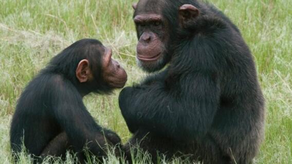 110615_chimpaces_ap.jpg