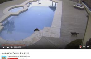 145236_Foto: captura de YouTube America's Funniest Home Videos