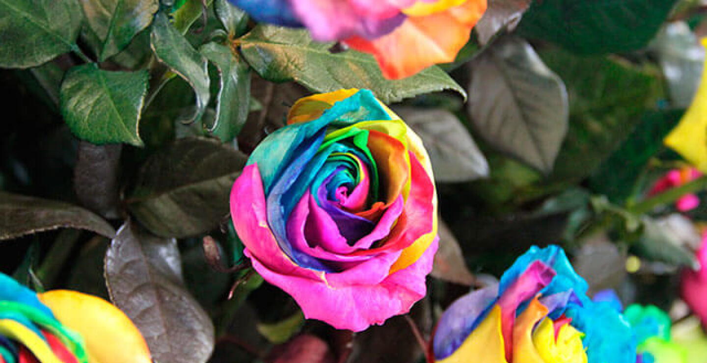 proflora.jpg