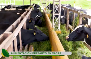 397686_vacas_destacada.png