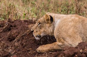 Leonas mataron a guía en Sudáfrica y las sacrificaron