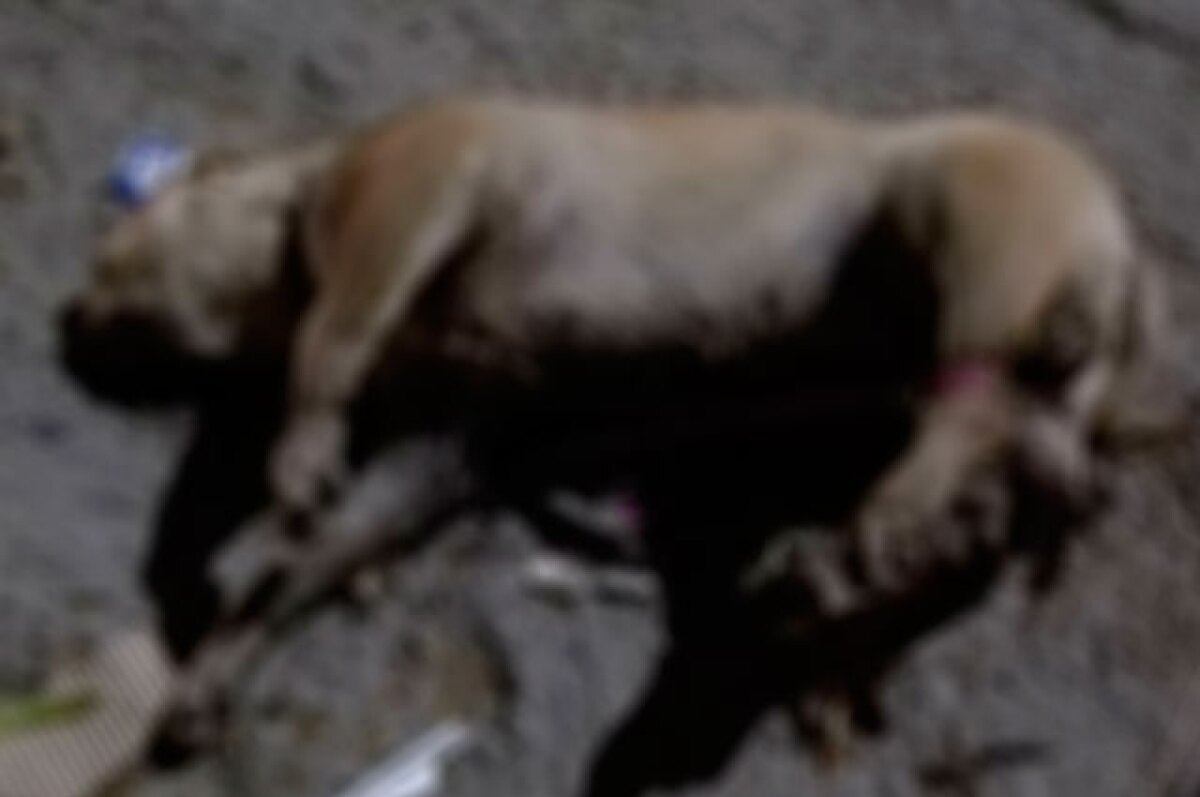 Canino encontrado sin vida en el sector de la Minorista - Medellín.