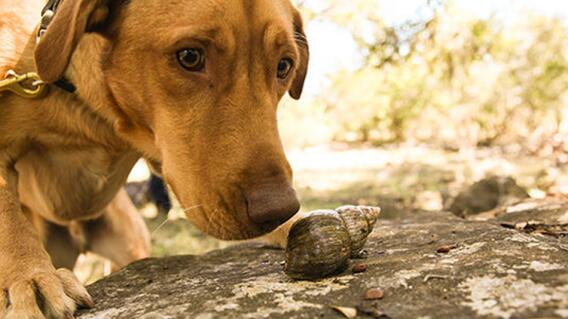 220415_perros_galapagos_foto_rebecca_ross.jpg 220415_perros_galapagos_foto_rebecca_ross.jpg