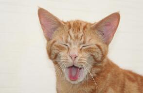 Adopción perros y gatos en Bogotá Adopción perros y gatos en Bogotá