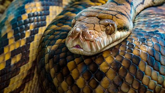 serpiente_2.jpg serpiente_2.jpg