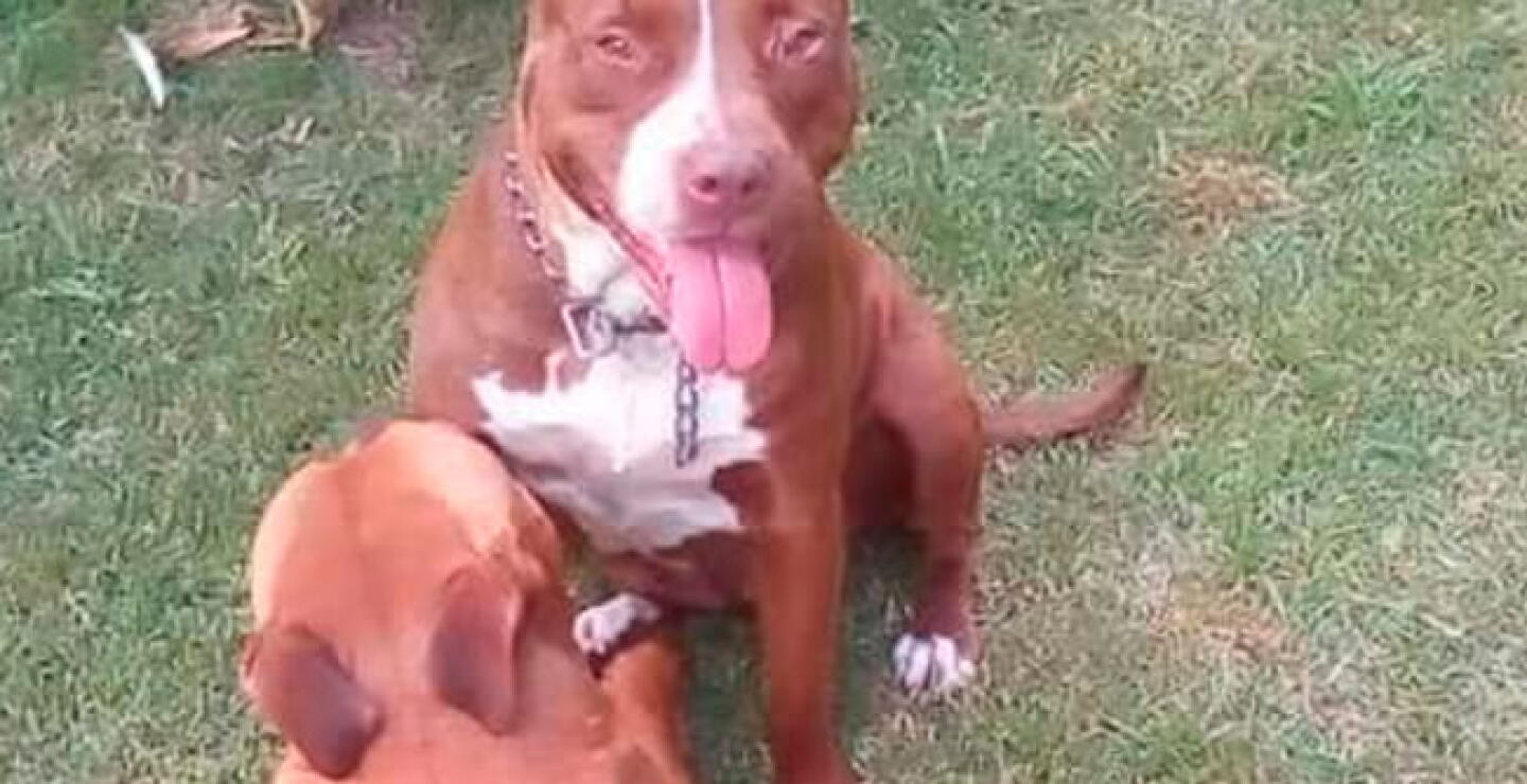pitbulls.jpg