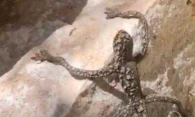 Extraño lagarto quedó en video