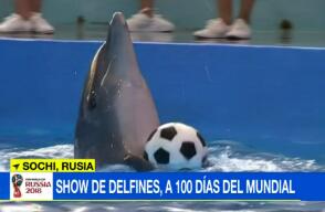 275752_delfines_rusia_060318_afp_e.jpg