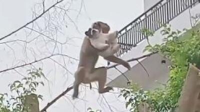 Mono secuestra a un cachorrito 