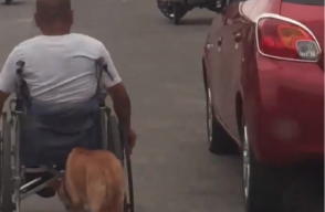 311309_BLU Radio.Perro emppuja a su dueño que esta en silla de ruedas/Foto: captura de vídeo de cuenta de facebook