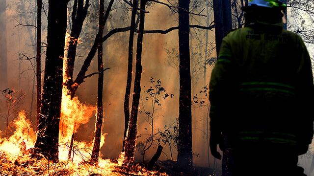 El mundo llora: 480 millones de animales son víctimas de incendios en Australia El mundo llora: 480 millones de animales son víctimas de incendios en Australia