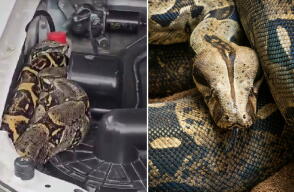 Boa de 2,5 metros fue hallada dentro del motor de un vehículo en Bosa