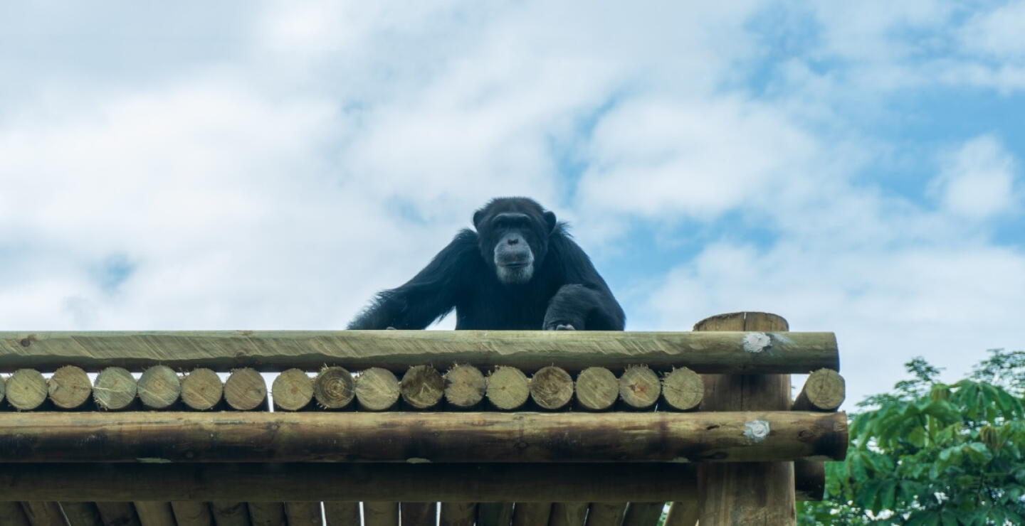 Pancho, chimpancé del Parque Ukumarí