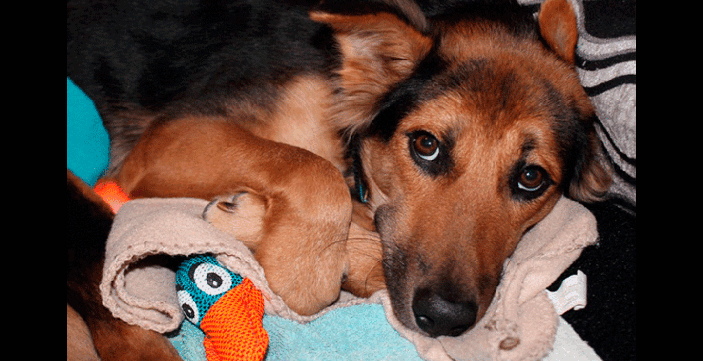 Con su grupo en Facebook: Help Save Leo, la gente puede hacer donaciones para ayudar a salvar al perrito.