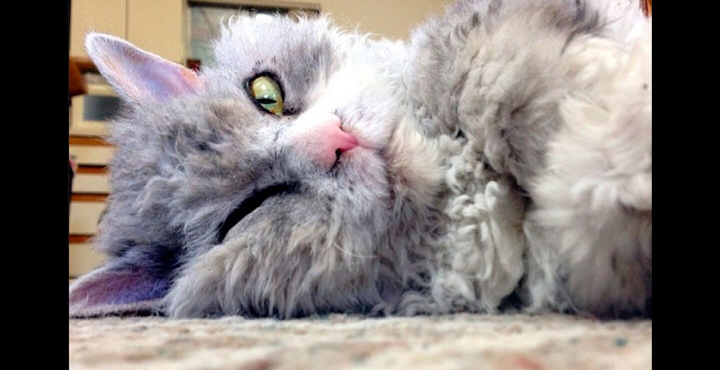 gato13.jpg