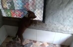 perro