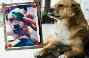 350074_Blu Radio. 'Chimuelo', mascota de los estudiantes en la UPTC // Fotos: suministrada - Twitter @Fuckyourlaws