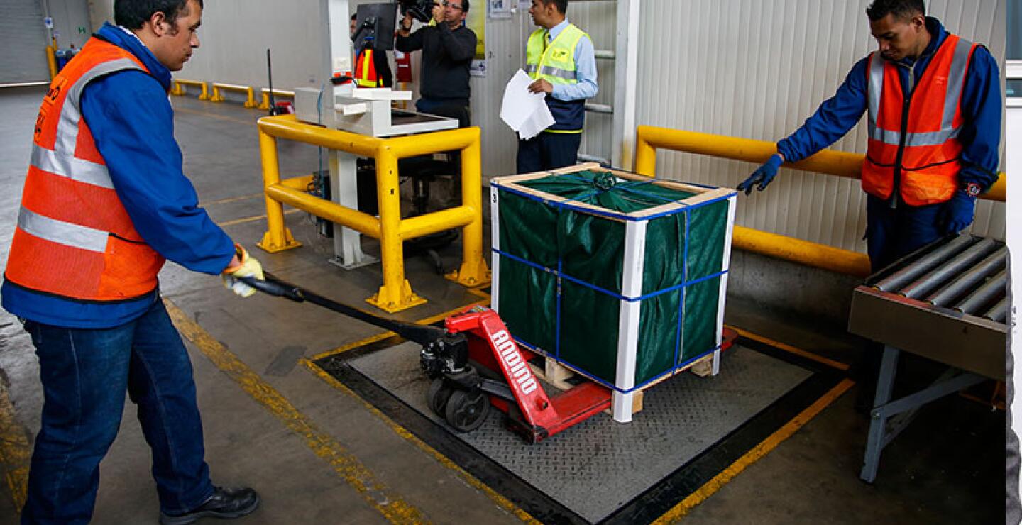 La fruta del primer cargamento será distribuida en las ciudades de Los Ángeles, Miami y Nueva York con 96, 48 y 139 kilos respectivamente. 