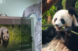 Pandas