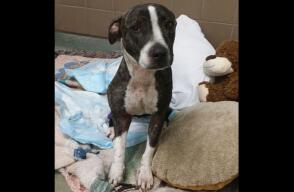 Una perra que fue amarrada a las vías del ferrocarril y baleada varias veces se recuperaba luego que los veterinarios debieron amputarle el jueves una pata dañada.