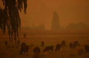 372423_Australia incendio. Foto: AFP